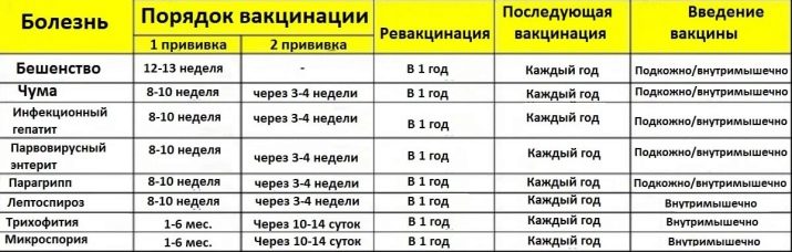 Білий доберман (28 фото): як виглядає пінчер-альбінос? Особливості забарвлення білого добермана. Характеристика породи