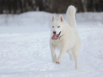 Білий хаскі (33 фото): опис пухнастих білих цуценят з блакитними очима, особливості забарвлення