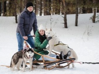 Білий хаскі (33 фото): опис пухнастих білих цуценят з блакитними очима, особливості забарвлення