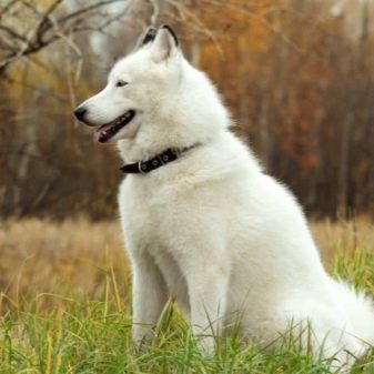 Білий хаскі (33 фото): опис пухнастих білих цуценят з блакитними очима, особливості забарвлення