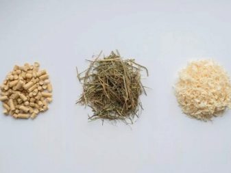 Білий хом’як (25 фото): особливості хом’яків-альбіносів з червоними очима. Як називаються породи пухнастих білих хом’яків?