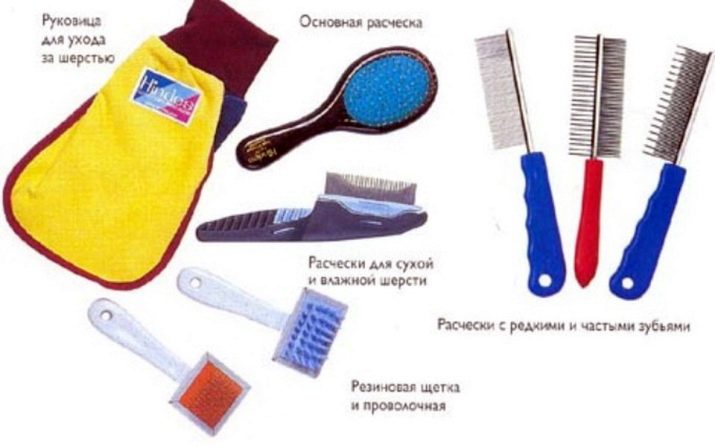 Білий кіт (38 фото): назви і опису порід білих домашніх кішок, пухнастий кошеня-альбінос