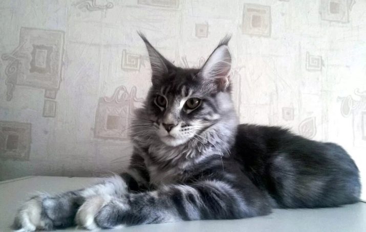Білий мейн-кун (31 фото): особливості змісту кошеня і дорослої кішки з блакитними очима. Варіації забарвлення