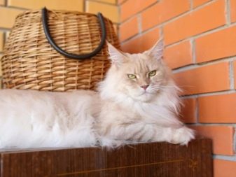 Білий мейн-кун (31 фото): особливості змісту кошеня і дорослої кішки з блакитними очима. Варіації забарвлення