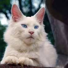 Білий мейн-кун (31 фото): особливості змісту кошеня і дорослої кішки з блакитними очима. Варіації забарвлення