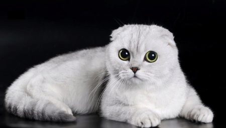 Білий висловухий котик (23 фото): особливості шотландських кішок і кошенят білого кольору з блакитними очима, їх зміст
