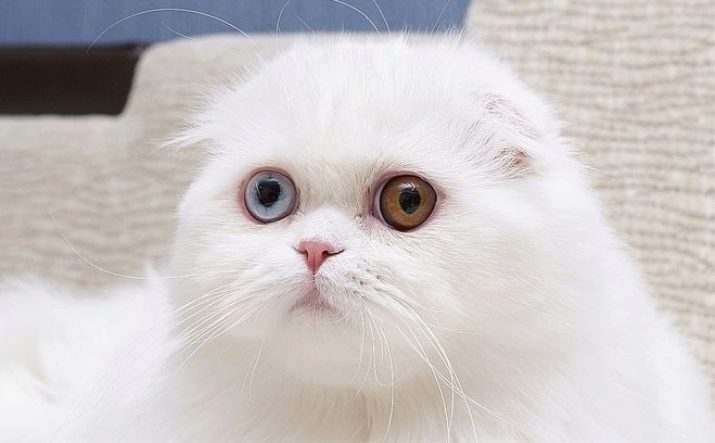 Білий висловухий котик (23 фото): особливості шотландських кішок і кошенят білого кольору з блакитними очима, їх зміст