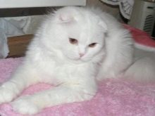Білий висловухий котик (23 фото): особливості шотландських кішок і кошенят білого кольору з блакитними очима, їх зміст