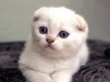 Білий висловухий котик (23 фото): особливості шотландських кішок і кошенят білого кольору з блакитними очима, їх зміст
