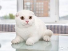 Білий висловухий котик (23 фото): особливості шотландських кішок і кошенят білого кольору з блакитними очима, їх зміст