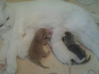 Білий висловухий котик (23 фото): особливості шотландських кішок і кошенят білого кольору з блакитними очима, їх зміст