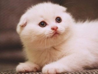 Білий висловухий котик (23 фото): особливості шотландських кішок і кошенят білого кольору з блакитними очима, їх зміст