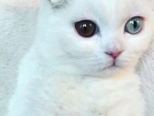Білий висловухий котик (23 фото): особливості шотландських кішок і кошенят білого кольору з блакитними очима, їх зміст