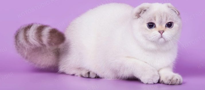 Білий висловухий котик (23 фото): особливості шотландських кішок і кошенят білого кольору з блакитними очима, їх зміст