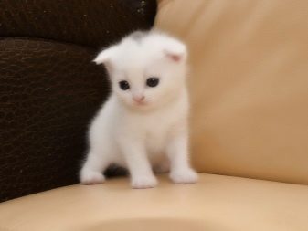 Білий висловухий котик (23 фото): особливості шотландських кішок і кошенят білого кольору з блакитними очима, їх зміст