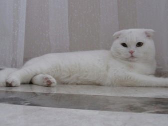 Білий висловухий котик (23 фото): особливості шотландських кішок і кошенят білого кольору з блакитними очима, їх зміст