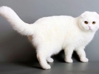 Білий висловухий котик (23 фото): особливості шотландських кішок і кошенят білого кольору з блакитними очима, їх зміст