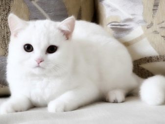 Білий висловухий котик (23 фото): особливості шотландських кішок і кошенят білого кольору з блакитними очима, їх зміст