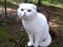 Білий висловухий котик (23 фото): особливості шотландських кішок і кошенят білого кольору з блакитними очима, їх зміст