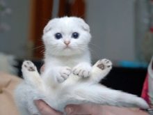 Білий висловухий котик (23 фото): особливості шотландських кішок і кошенят білого кольору з блакитними очима, їх зміст