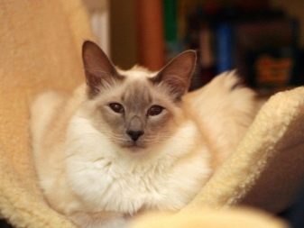 Балінезійська кішка (56 фото): опис пухнастих котів балійском породи. Чим балинез схожий на сіамських кішок?