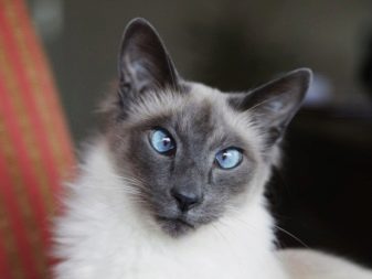 Балінезійська кішка (56 фото): опис пухнастих котів балійском породи. Чим балинез схожий на сіамських кішок?