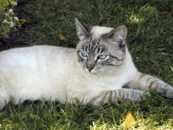 Балінезійська кішка (56 фото): опис пухнастих котів балійском породи. Чим балинез схожий на сіамських кішок?