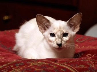 Балінезійська кішка (56 фото): опис пухнастих котів балійском породи. Чим балинез схожий на сіамських кішок?