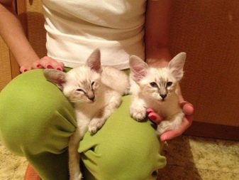 Балінезійська кішка (56 фото): опис пухнастих котів балійском породи. Чим балинез схожий на сіамських кішок?