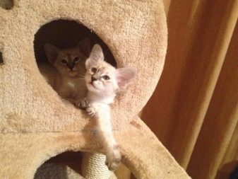 Балінезійська кішка (56 фото): опис пухнастих котів балійском породи. Чим балинез схожий на сіамських кішок?