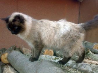 Балінезійська кішка (56 фото): опис пухнастих котів балійском породи. Чим балинез схожий на сіамських кішок?