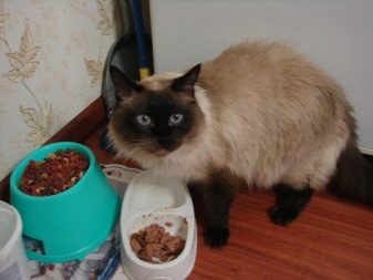 Балінезійська кішка (56 фото): опис пухнастих котів балійском породи. Чим балинез схожий на сіамських кішок?