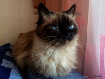 Балінезійська кішка (56 фото): опис пухнастих котів балійском породи. Чим балинез схожий на сіамських кішок?