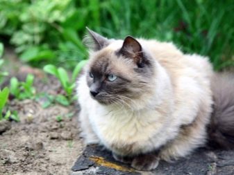 Балінезійська кішка (56 фото): опис пухнастих котів балійском породи. Чим балинез схожий на сіамських кішок?