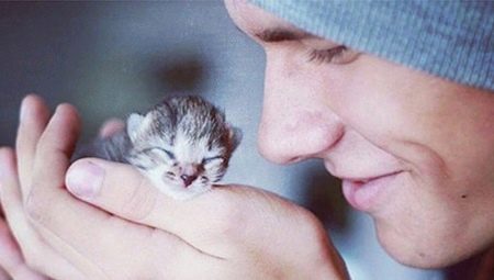 Бездомний кошеня (18 фото): опис бездомних кішок. Плюси і мінуси дворових кошенят. Як звичайні кішки виживають взимку?