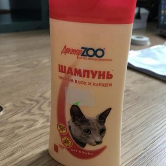 Бездомний кошеня (18 фото): опис бездомних кішок. Плюси і мінуси дворових кошенят. Як звичайні кішки виживають взимку?