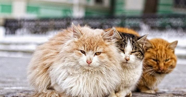 Бездомний кошеня (18 фото): опис бездомних кішок. Плюси і мінуси дворових кошенят. Як звичайні кішки виживають взимку?