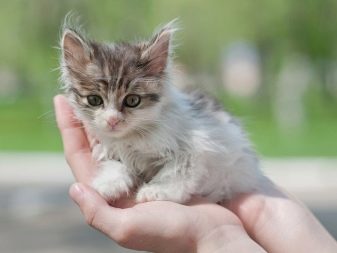 Бездомний кошеня (18 фото): опис бездомних кішок. Плюси і мінуси дворових кошенят. Як звичайні кішки виживають взимку?