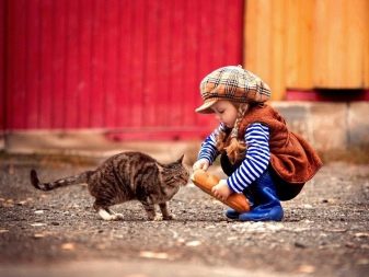 Бездомний кошеня (18 фото): опис бездомних кішок. Плюси і мінуси дворових кошенят. Як звичайні кішки виживають взимку?