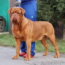 Бордоський дог (52 фото): опис породи французький мастиф, характер цуценят дога, відгуки