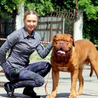 Бордоський дог (52 фото): опис породи французький мастиф, характер цуценят дога, відгуки