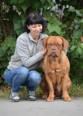 Бордоський дог (52 фото): опис породи французький мастиф, характер цуценят дога, відгуки