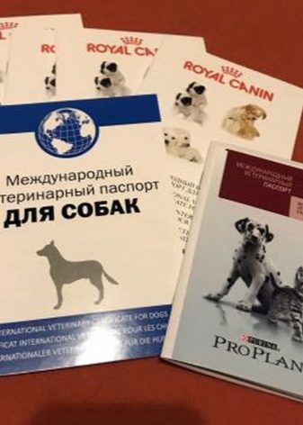 Бордоський дог (52 фото): опис породи французький мастиф, характер цуценят дога, відгуки