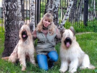 Бріар (42 фото): кудлата порода собак, опис французьких вівчарок-пастухів. Як виглядають цуценята пастушої собаки?