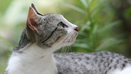 Бразильська короткошерста кішка (22 фото): опис породи, особливості змісту дорослих котів, кішок і кошенят