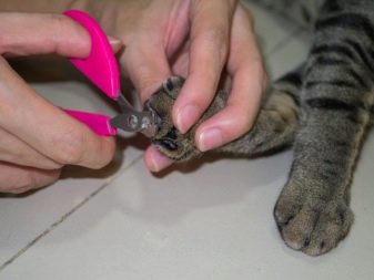 Бразильська короткошерста кішка (22 фото): опис породи, особливості змісту дорослих котів, кішок і кошенят