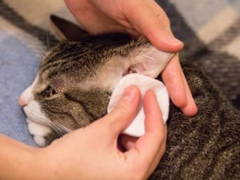 Бразильська короткошерста кішка (22 фото): опис породи, особливості змісту дорослих котів, кішок і кошенят