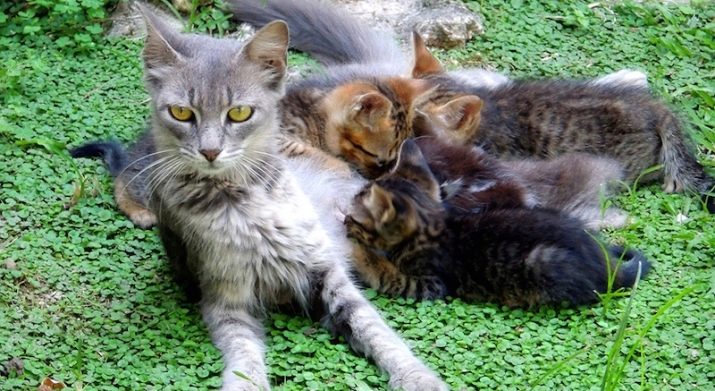 Бразильська короткошерста кішка (22 фото): опис породи, особливості змісту дорослих котів, кішок і кошенят