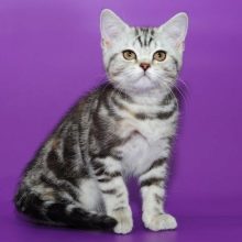 Британські мармурові коти (26 фото): опис породи, характер кішки-британця, особливості забарвлення під чорний мармур, у сріблі та в золоті