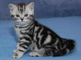 Британські мармурові коти (26 фото): опис породи, характер кішки-британця, особливості забарвлення під чорний мармур, у сріблі та в золоті